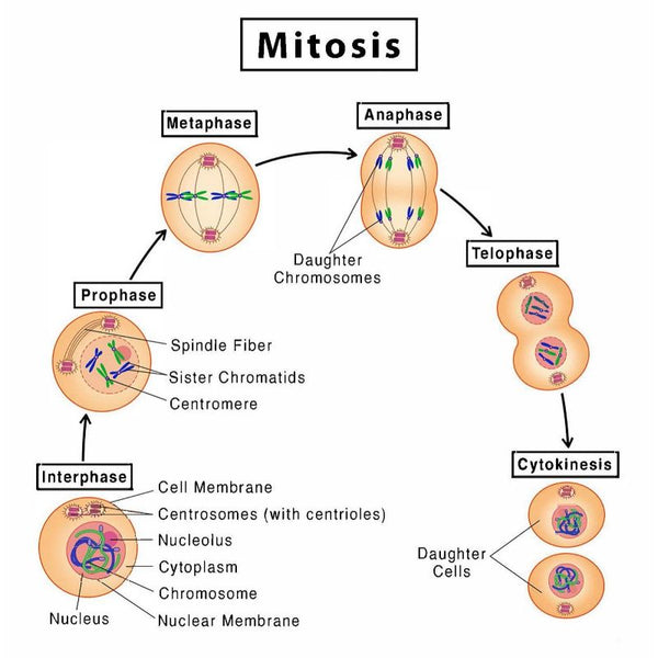 Prepared Slides Set of Mitosis