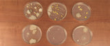 Petri Dish 2
